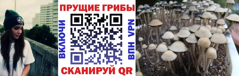 Галлюциногенные грибы прущие грибы  Купить где  Томмот 